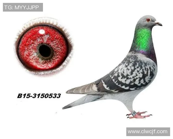 巴西足球传奇黑人明星的辉煌历程与影响力探讨